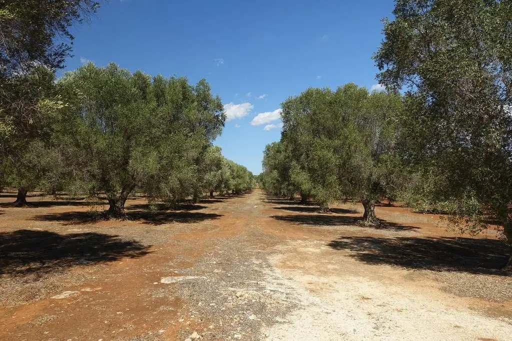 Olivenhain auf der Insel Lesbos – Bio Olivenöl nativ extra